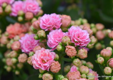 The Don Rosaline Alano Intense from KP Holland. An interesting development in at this specie is that is is bicolour. 